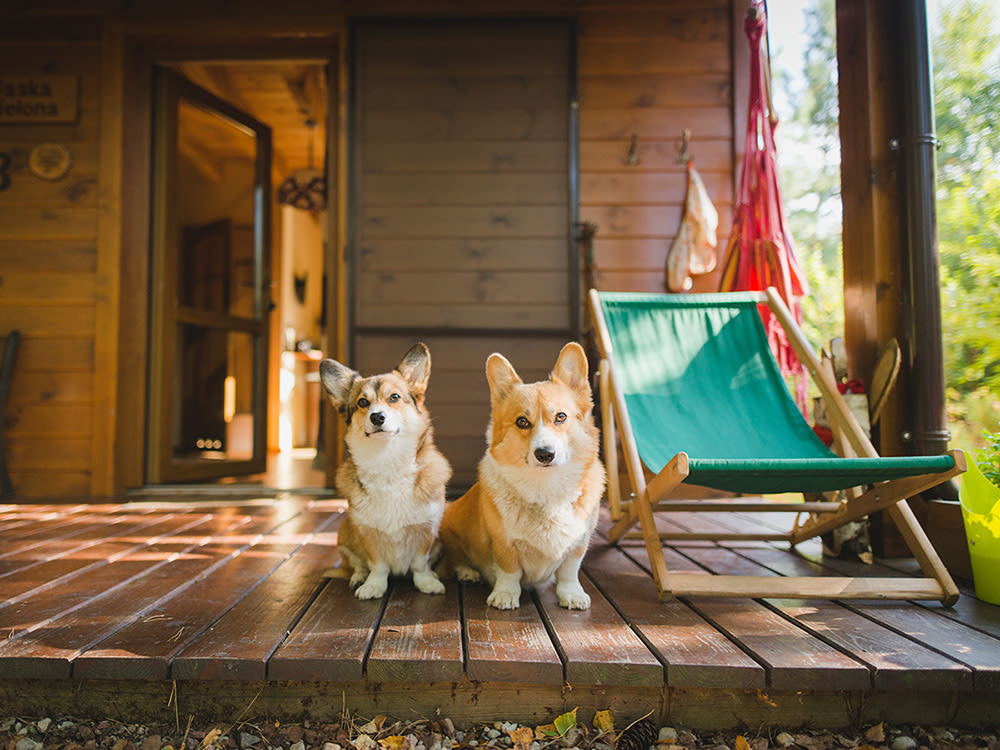 Two corgi's sitting next to each other on a cabin porch.