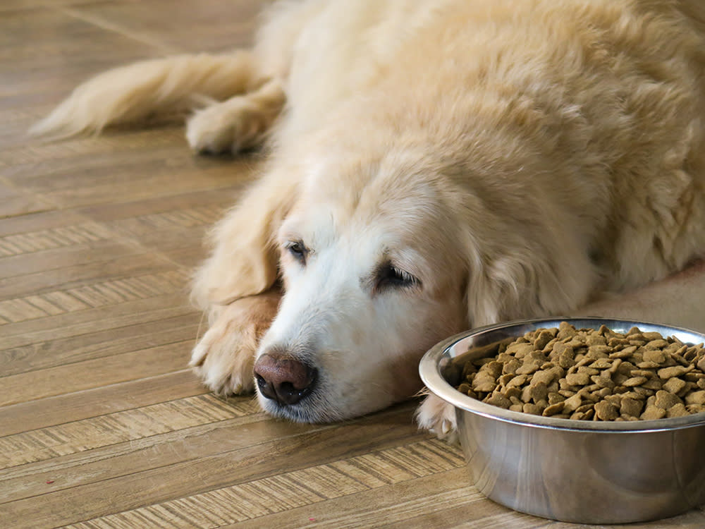 Sad Golden Retriever lays down next to food