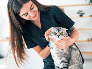 Woman cleaning her cat's ears.