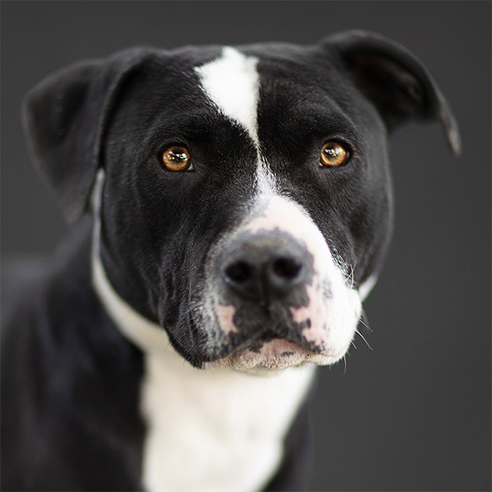 a black and white dog