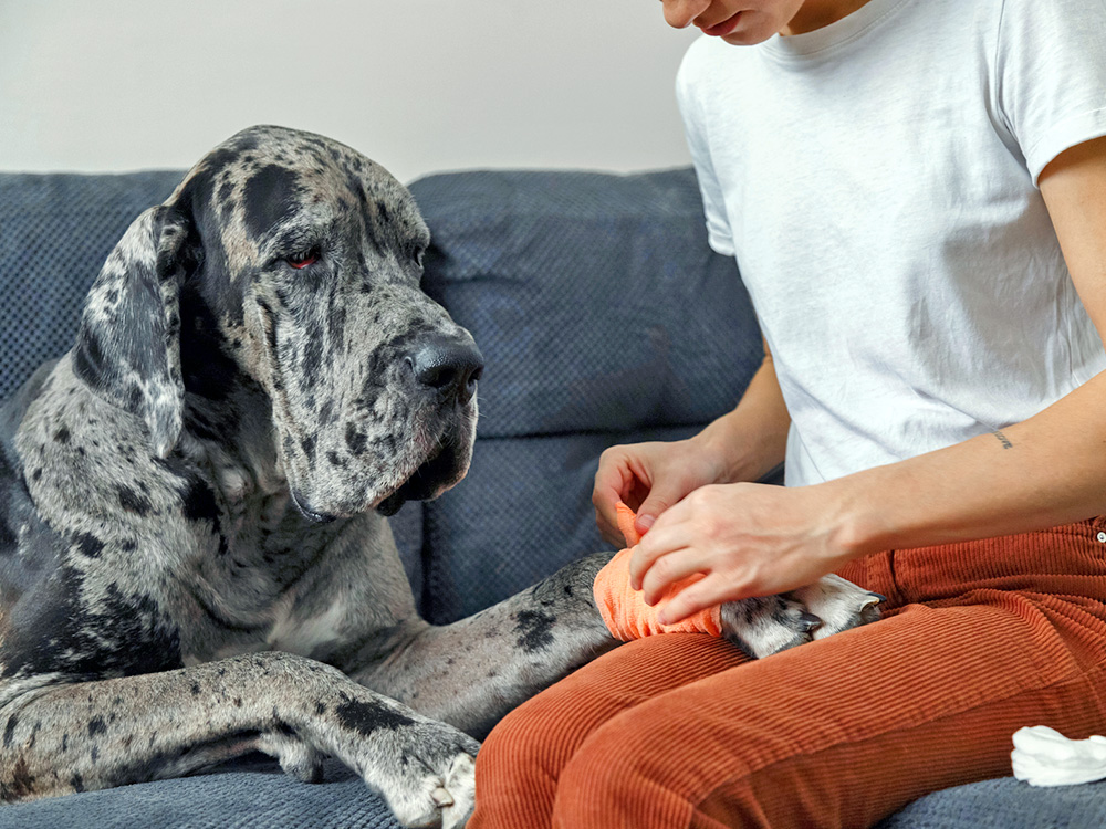 Dog with bandage