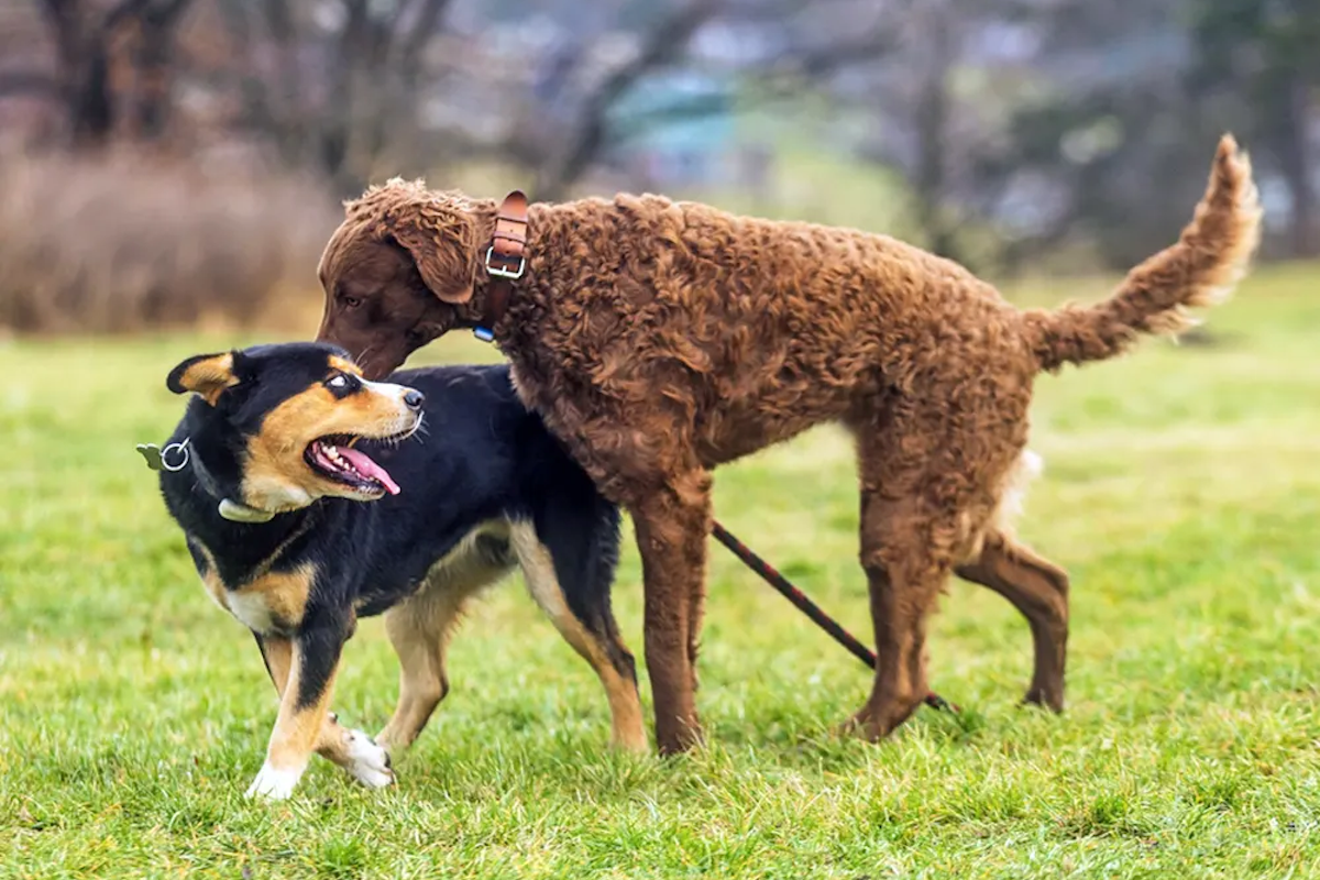 Dog humping another dog