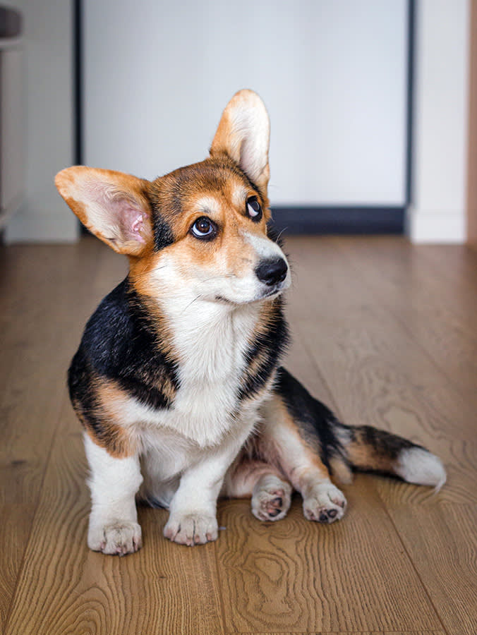 Corgi dog sitting and looking away at home.