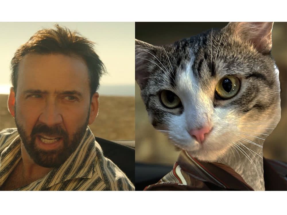 actor Nicolas Cage next to a photo of a cat's head in place of Pedro Pascal