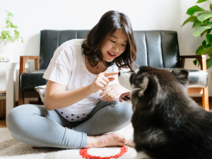 Pregnant young woman playing with her Alaskan malamute at home.