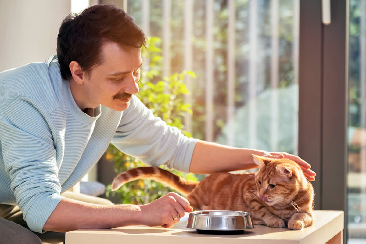 senior cat being given food