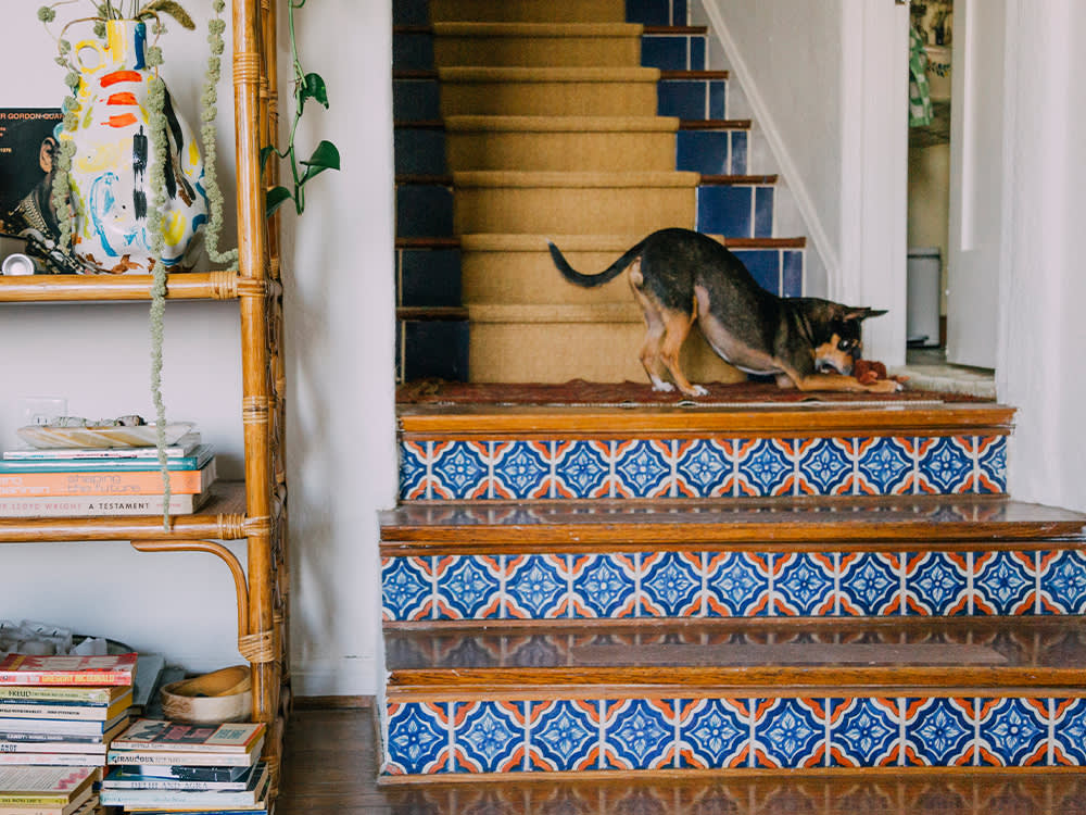 Amrit Tietz’s dog, Soy, stretches out on a set of colorful stairs