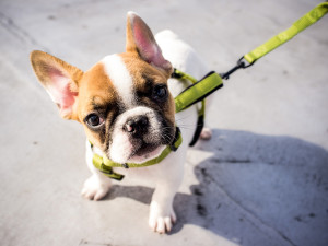 A cute dog standing outside with a leash looking up.