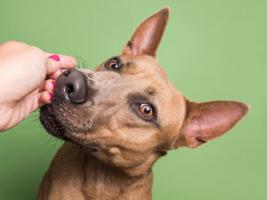 Tan dog eating a treat from the photographer's hand against a light green background