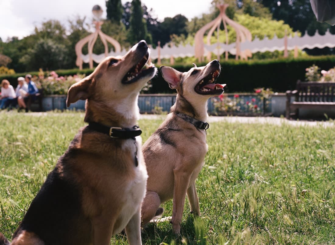 two dogs in a park