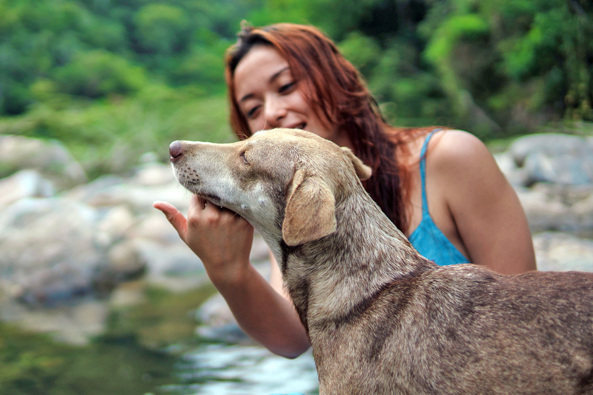 person petting a dog