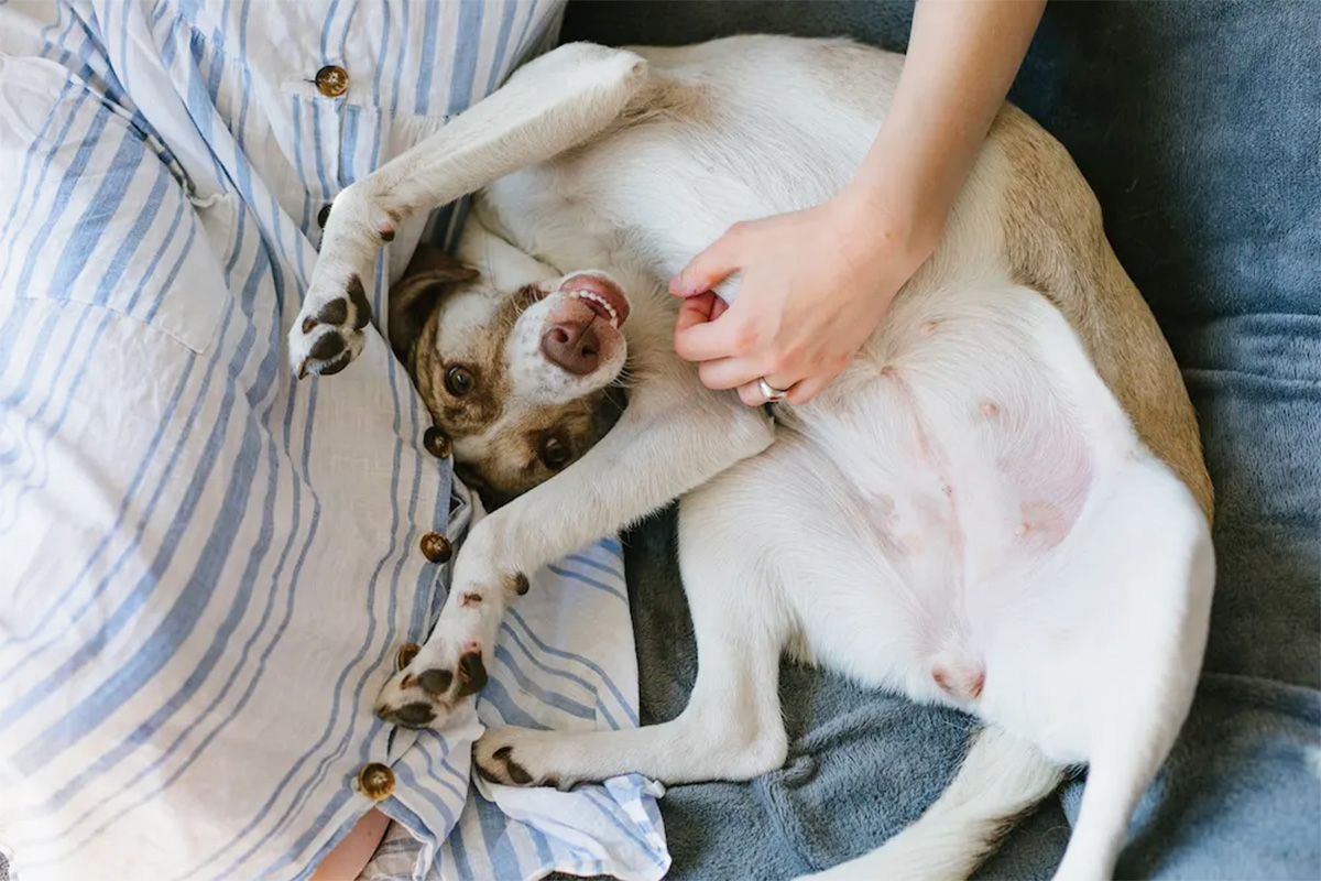 Person rubbing dog belly