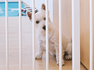 Door-Darting: How to Stop a Dog From Running Out the Door · The Wildest