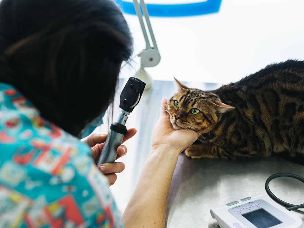 A veterinarian taking a look at a cat. 