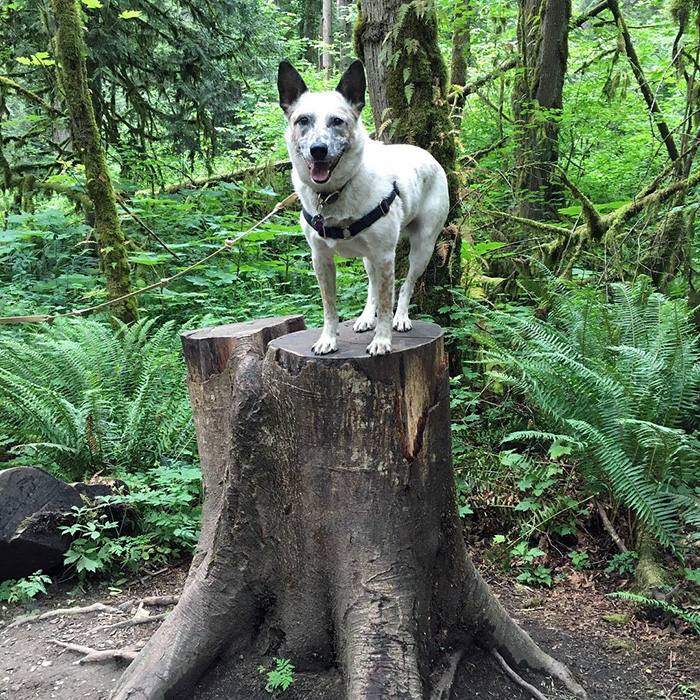 a white dog on a tree stump