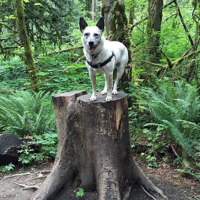 a white dog on a tree stump