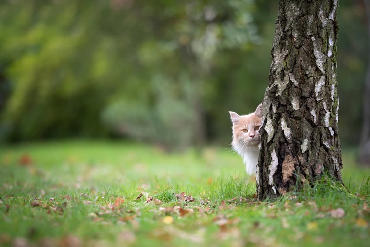 a picture of a fluffy ginger cat peeking out from behind a tree timidly