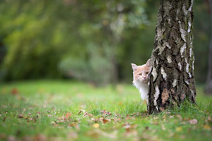 a picture of a fluffy ginger cat peeking out from behind a tree timidly