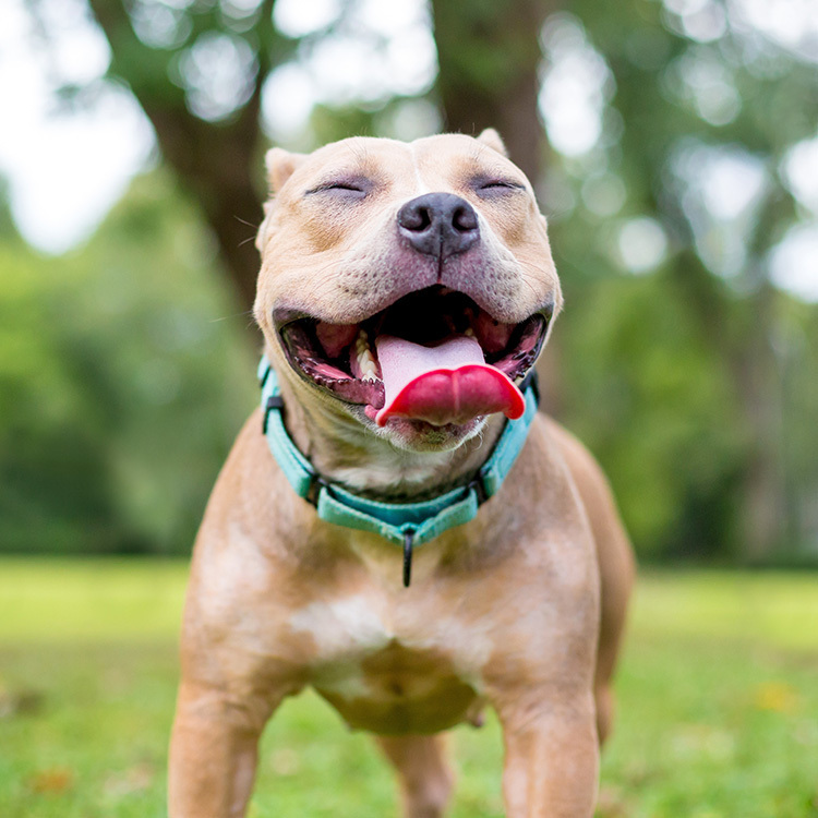 Happiest looking dog breeds