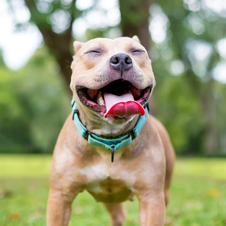 Happiest looking dog breeds