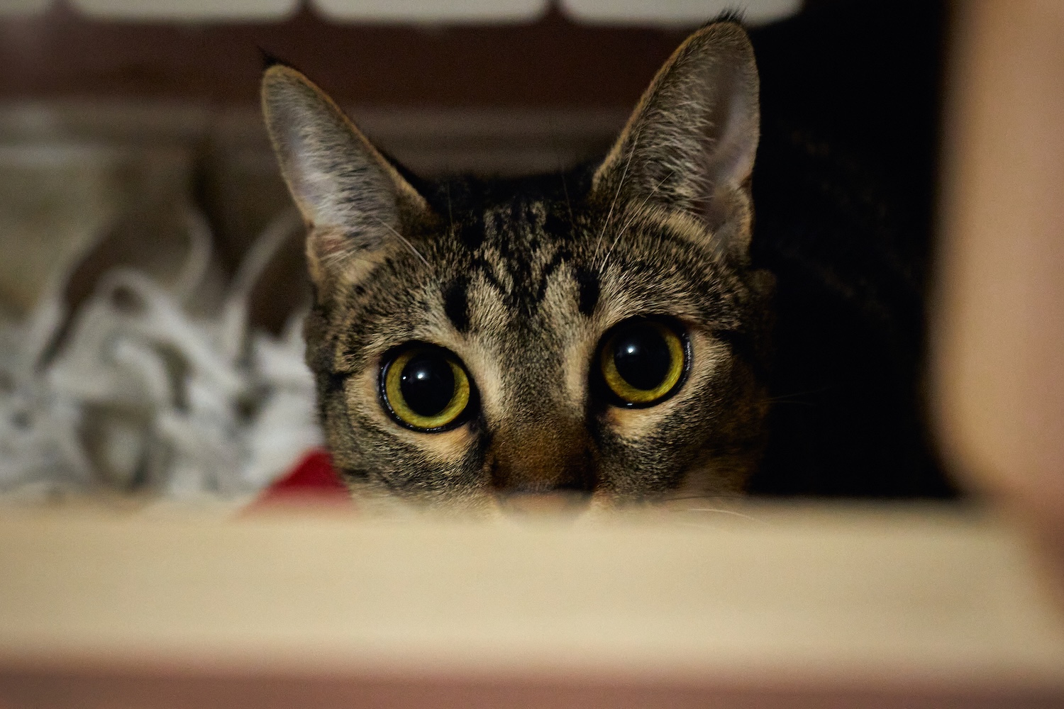 a tabby cat with big eyes peering out from a hidey place