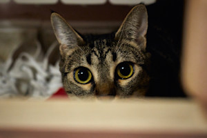 a tabby cat with big eyes peering out from a hidey place