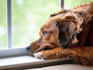 Sad dog waiting by the window at home.