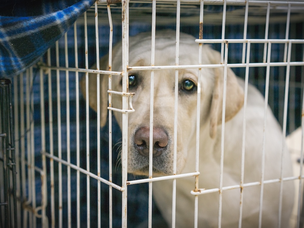 sad Lab dog in cage