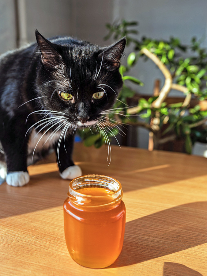 Cat on the table looking at jar of honey.