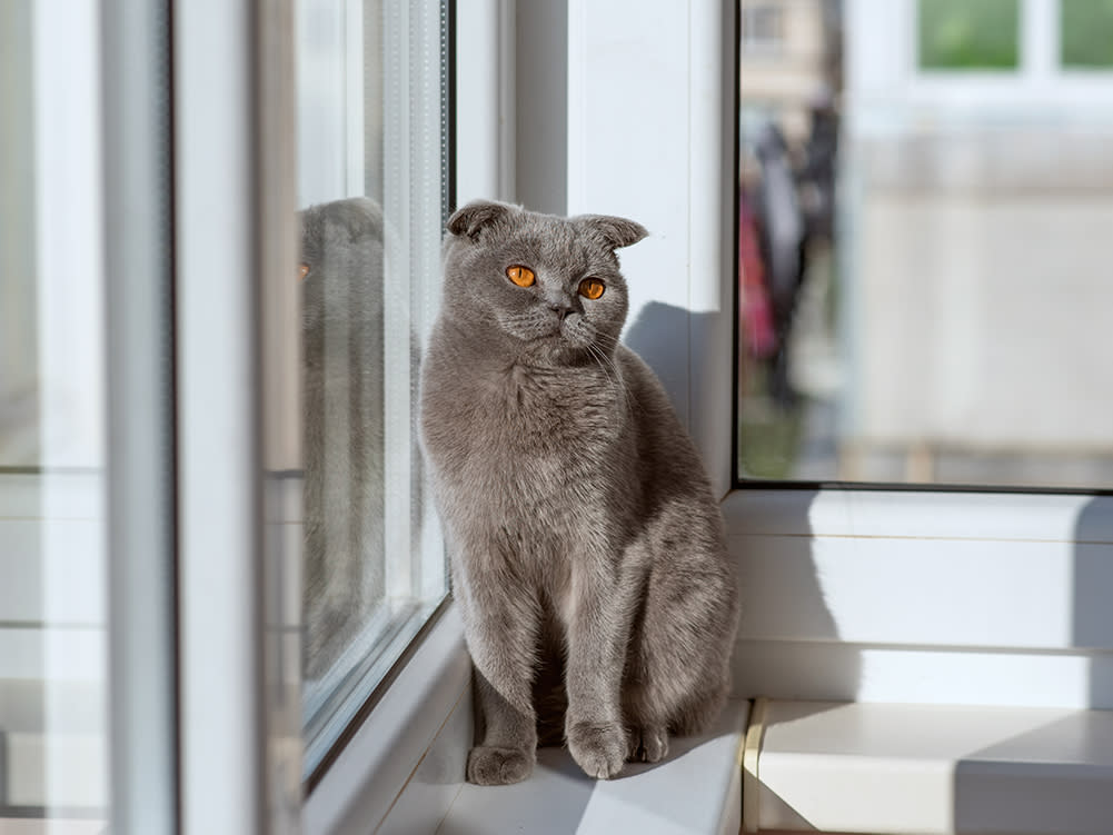 Uncomfortable looking gray cat sitting on a window sill
