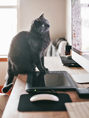 Cat looking at a computer screen at home.