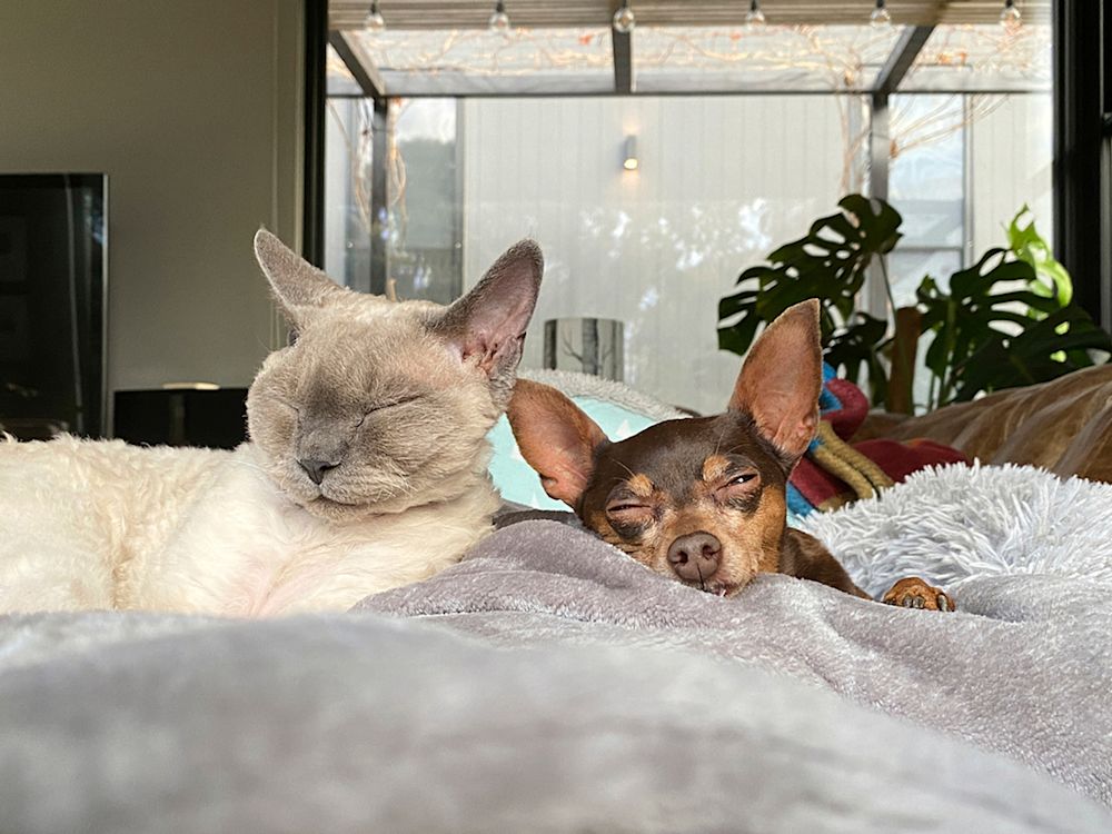 Dog and cat spending time together on a fuzzy blanket
