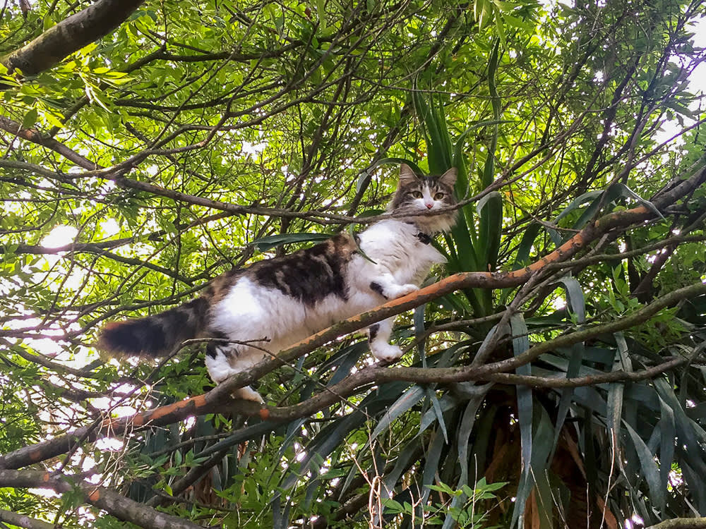 Coco the cat climbing a tree