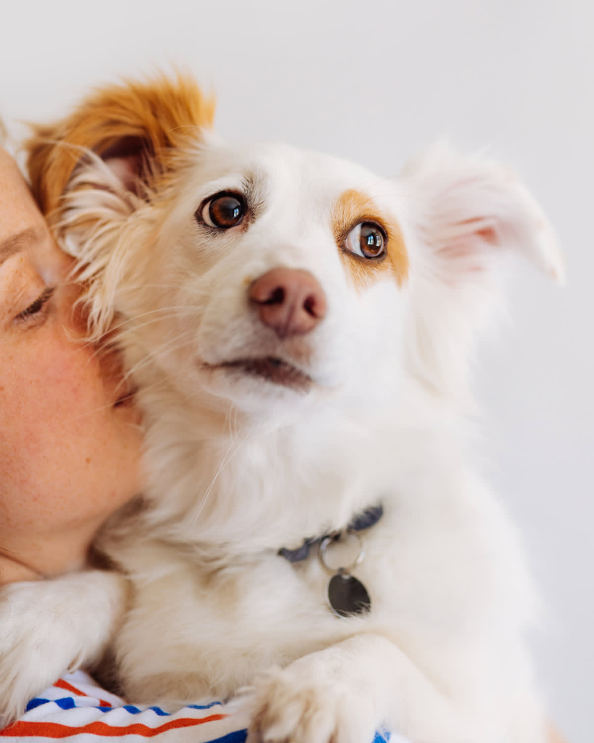 Small brown and white dog looking up at the camera while being held in a human's arms who is kissing them