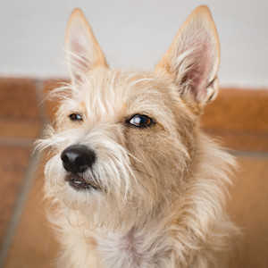 a small dog looking disgusted