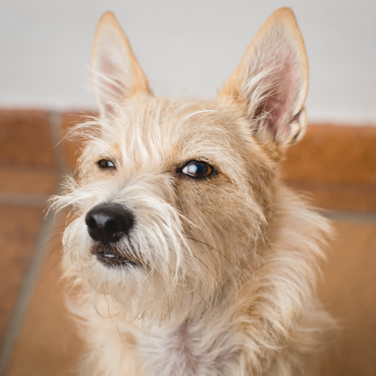 a small dog looking disgusted