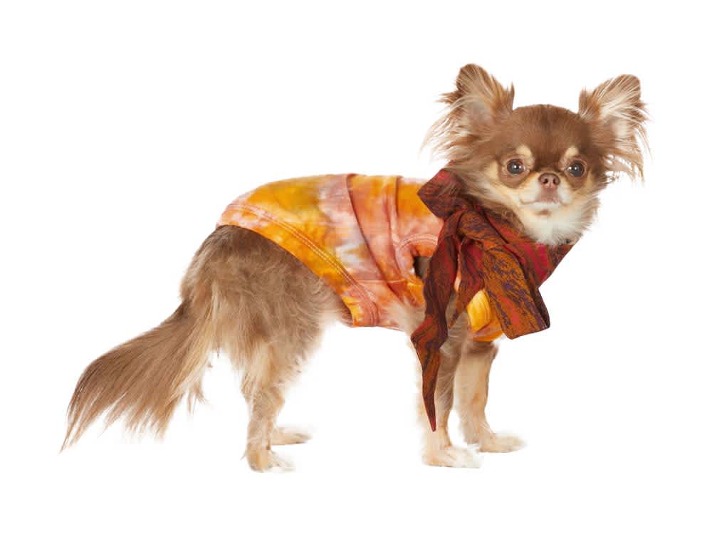 Small dog wearing orange and yellow tie dye bow tie t-shirt