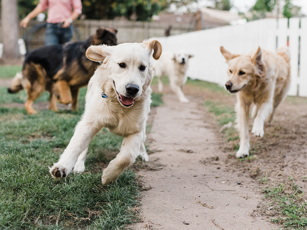 Giardia hotsell yard treatment