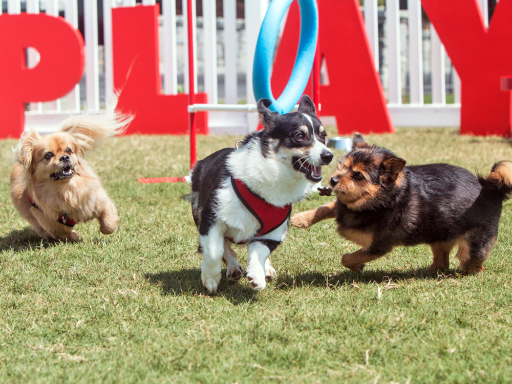 Three dogs playing outside in Atlanta, GA.