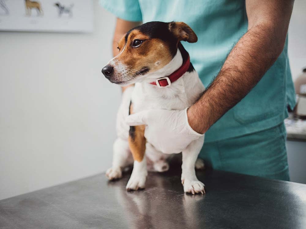 can pancreatitis cause bloody stool in dogs