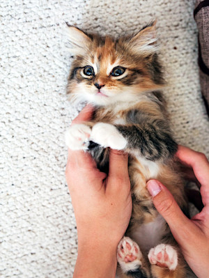 Someone petting the tummy of a cute kitten at home.