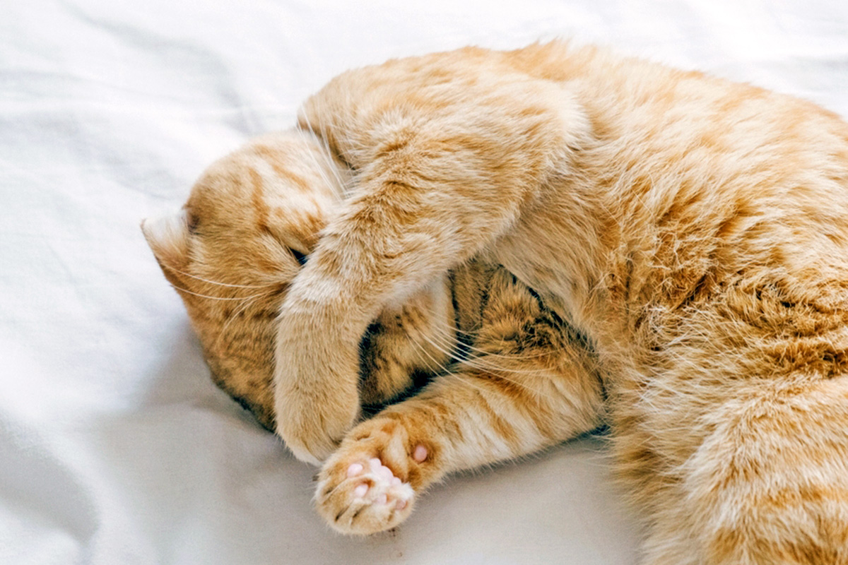 An orange cat lies on white sheets, covering their face with their paw.