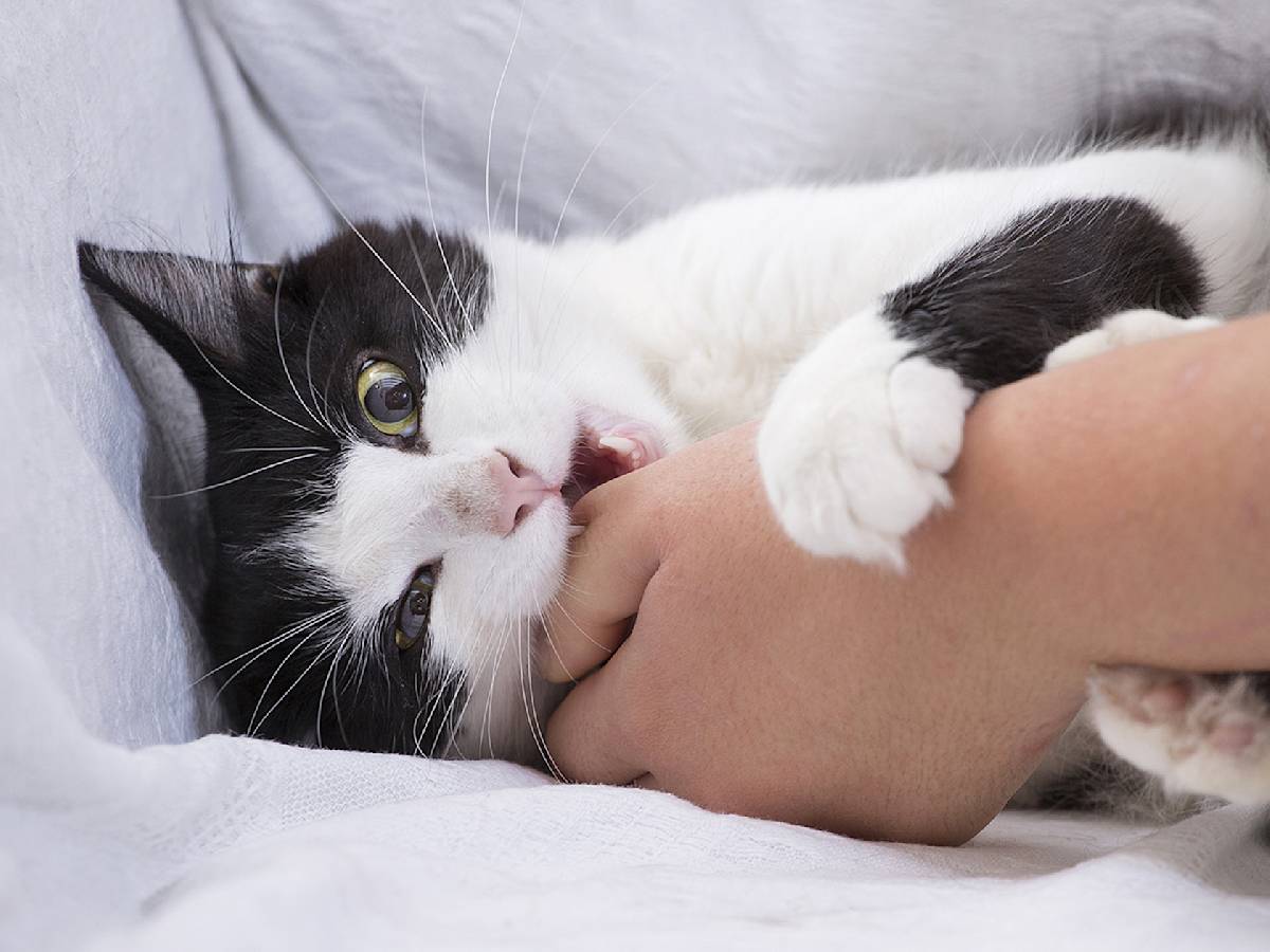 cat biting person's hand