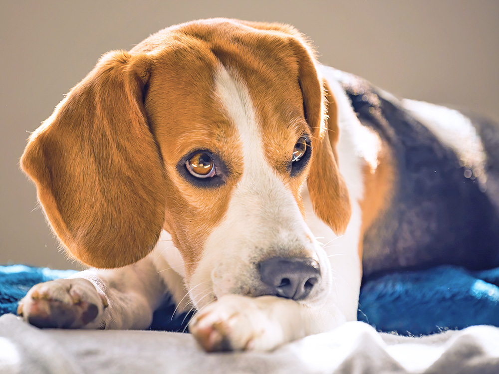 Beagle dog biting his skin at home.