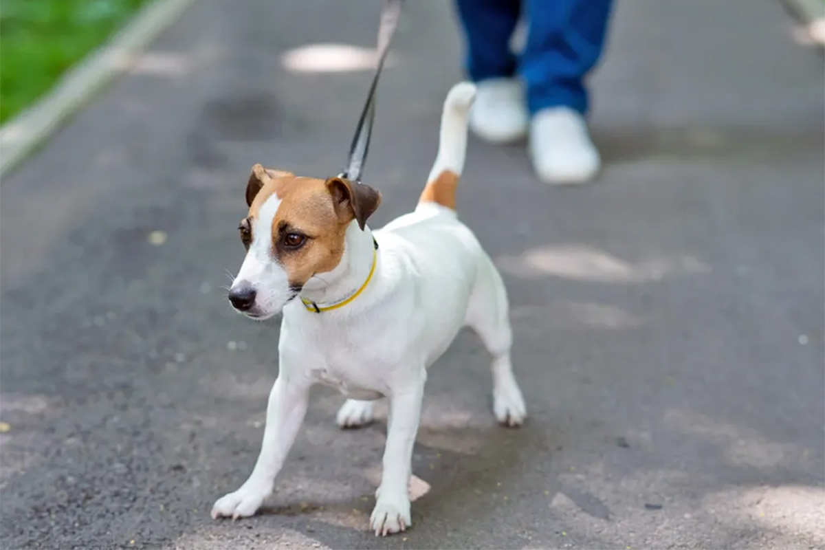 Dog pulling on leash