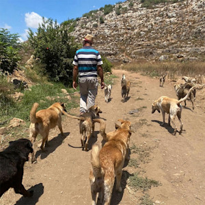 Man walks with back to camera surrounded by dogs