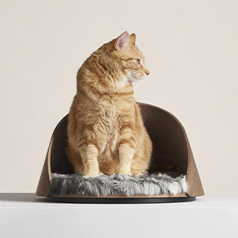 an orange cat stands on a pad