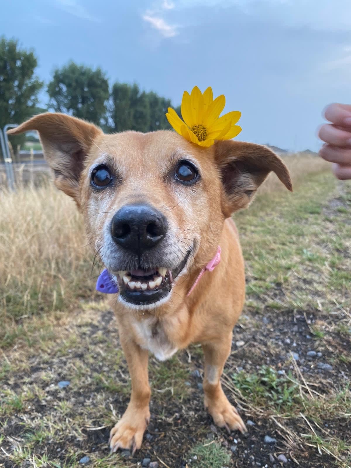 a picture of a small brown dog with a yellow flower behind her ear