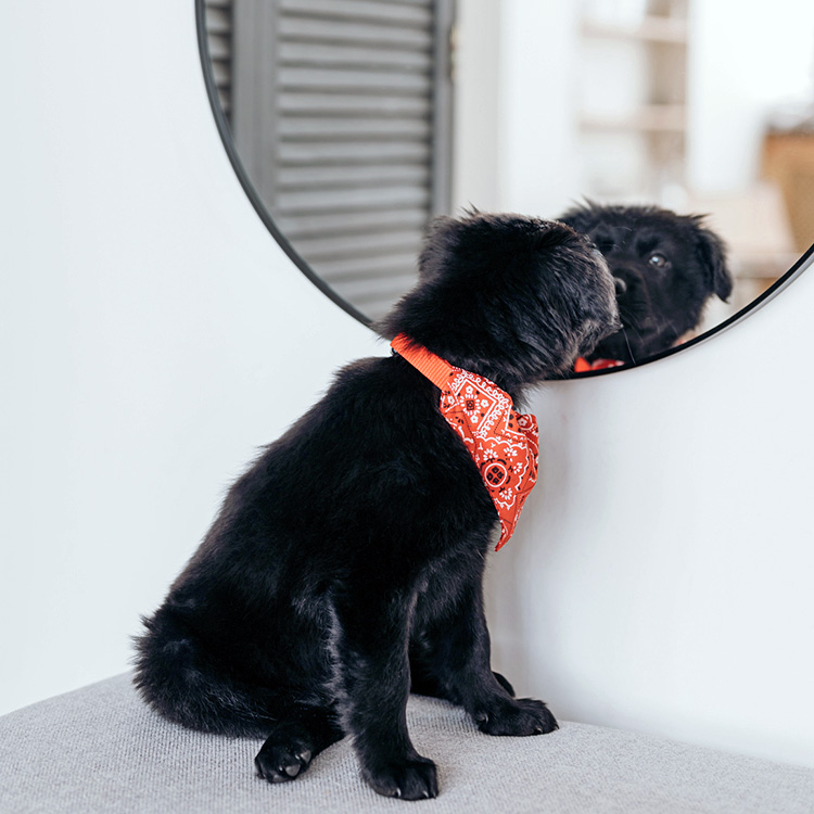 Black Puppy Sniffing Reflection In Mirror.