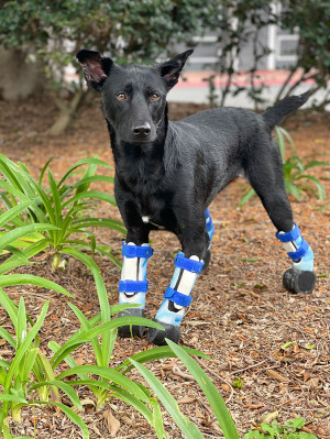 The Unstoppable Dogs rescue and Elliott, a black dog with prosthetic feet.